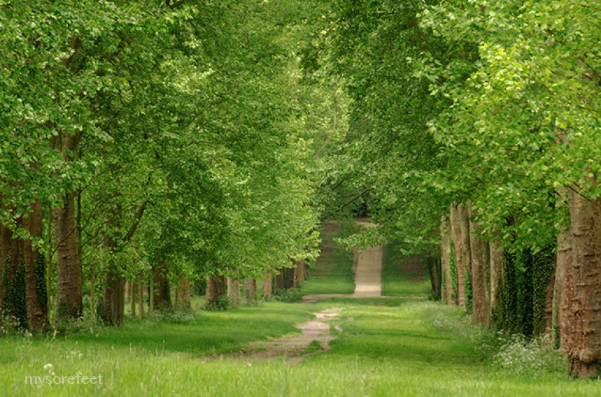 Lovely path I saw while searching for a way back to the gardens at Versailles